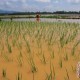 BANJIR BANDUNG SELATAN: 365 Ha Sawah Terancam Gagal Panen